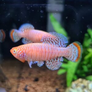 Nothobranchius rachovii albino